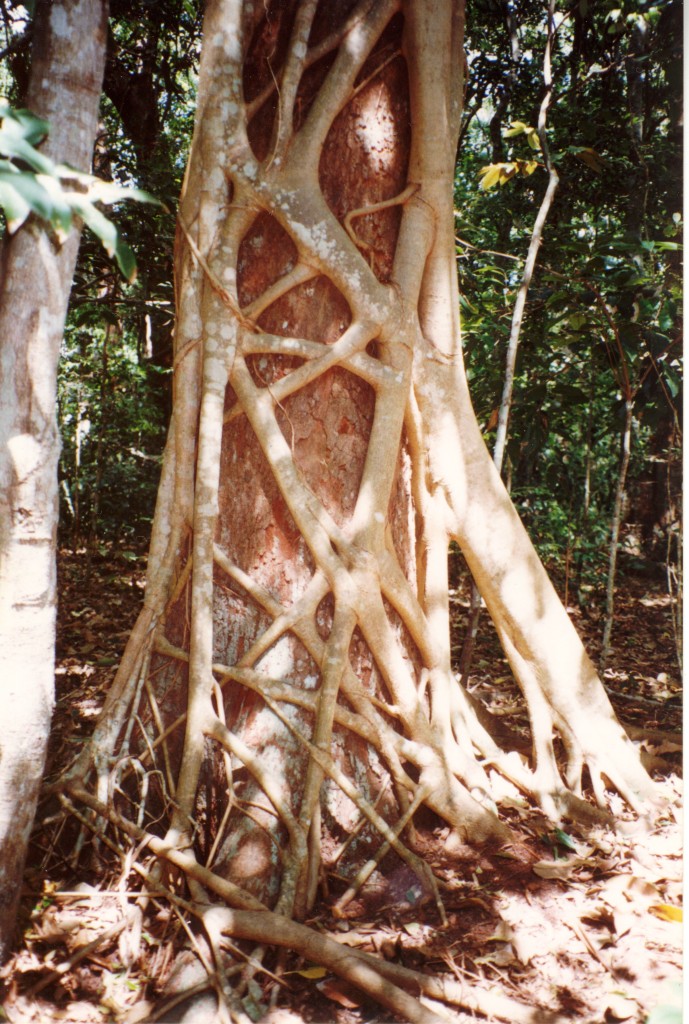 Source: Wikipedia - Strangler Fig